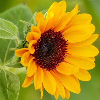 凤凰彩票app下载